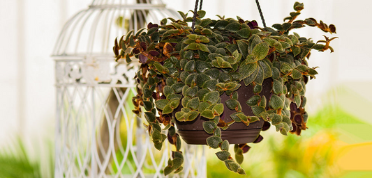 4 Teddy Bear Vine Unrooted Cuttings, Cissus Discolor, Trailing Vine, Tropical Houseplant, Perfect for Rooting, Easy Care, Decorative Plant