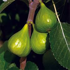 2 Peter's Honey Fig Cuttings/Scions 6" or Longer, 3+ Nodes, Fresh Cut - Ficus carica, Sweet Honey Fig