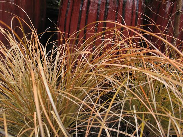 Prairie Fire Orange Sedge 1 Live Plant – 4-Inch Pot – Carex testacea ‘Prairie Fire’