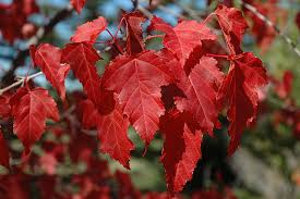 Amur Maple Acer Ginnala – 20 Alaskan Grown Seeds | Easy-to-Grow Hardy Tree, Red Fall Foliage, USA Seller