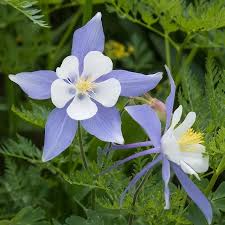 500+ Blue Colorado Columbine Seeds | Aquilegia caerulea | Non-GMO Perennial Wildflower for Pollinator Gardens & Rocky Landscapes
