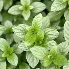 100 Peppermint Seeds | Mentha × piperita | Non-GMO Culinary Herb for Tea, Baking & Gardens | Perennial Mint for Containers or Beds