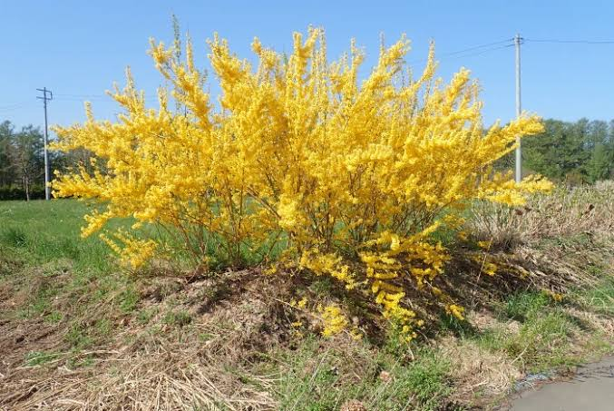 Spring Glory Forsythia 1 Live Shrub – Forsythia × intermedia ‘Spring Glory’ – 3 Gallon Pot