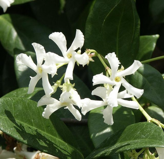 Star Jasmine Plant (Trachelospermum jasminoides) - 1 Rooted Stem, 8-12 Inches Tall