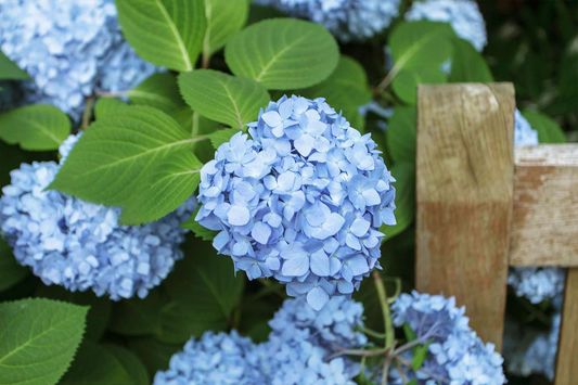 Hydrangea Cuttings - 10 Live Stem Cuttings, Deep Blue Flowers, No Roots