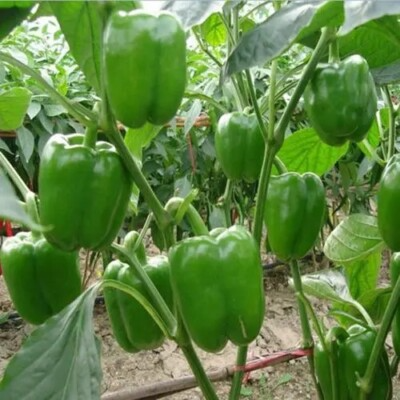 100+ Large Green Bell Pepper Seeds | Non-GMO Sweet Pepper Variety | Great for Salads, Stuffing, Grilling | Easy to Grow Vegetable