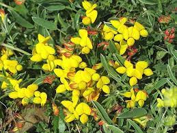 500 Birdsfoot Trefoil Seeds | Lotus corniculatus | Ground Cover & Wildflower for Meadows, Pollinator Gardens | Non-GMO Seeds