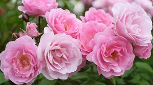 Rose 'Frosty Pink' Floribunda Cuttings - 4 Fresh Stems with Rooting Powder - Light Scent - US Grown