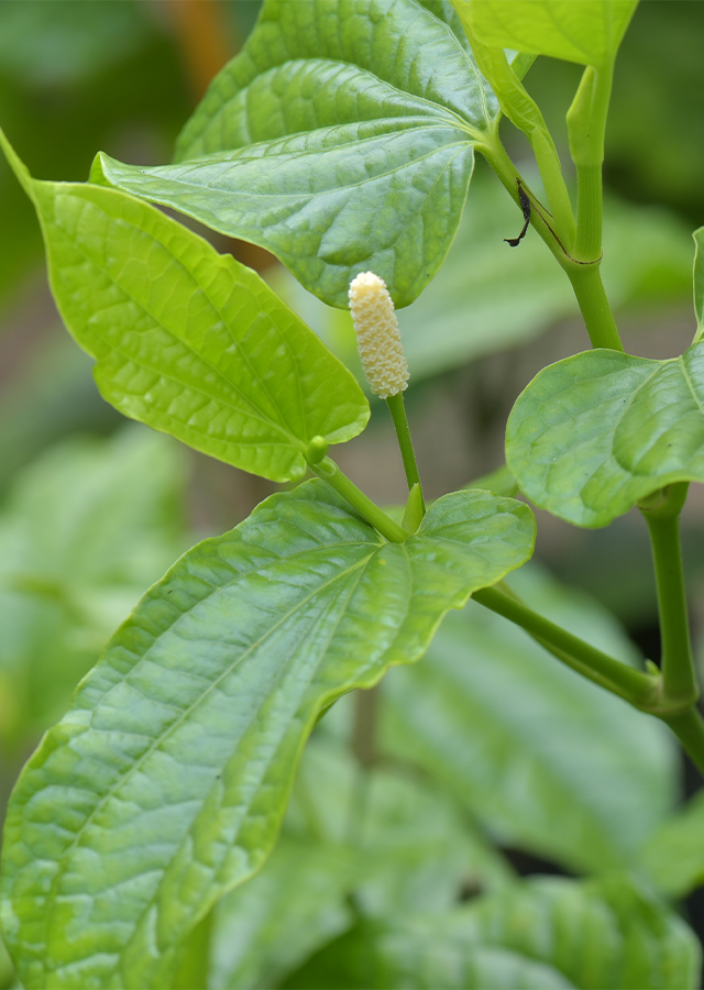 Piper Sarmentosum Plants, 6 Live Rooted Kaduk, Southeast Asian Culinar ...