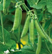 100 Sugar Daddy Snow Pea Seeds | Stringless Edible Pods | Grow Crisp Sweet Peas in Garden Beds, Raised Beds, or Containers