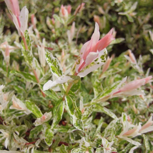 10 Japanese Dappled Willow Cuttings - Hakuro Nishiki - Tri-Color Salix - 6 Inch
