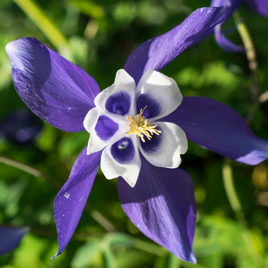 100 Blue Columbine Seeds | Aquilegia coerulea | Colorado State Flower | Non-GMO Perennial for Pollinator & Wildflower Gardens