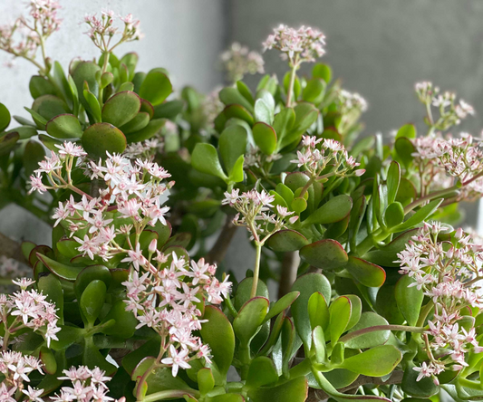 Jade Plant Cuttings - 2 Pack - Crassula ovata - Easy Care Succulent - Houseplant Propagation - 3-5" Unrooted Stems