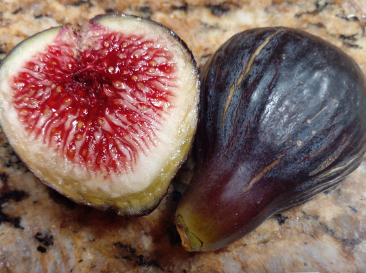 Black Madeira Fig Cuttings - 2 Live Cuttings, Ficus carica, Includes Willow Water