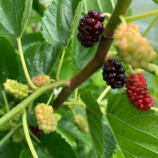 Illinois Everbearing Mulberry Cuttings - 5 Live 6-10" Scion Wood, Morus spp., Fruit Tree Propagation