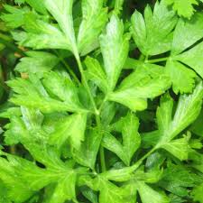 150+ Parsley Seeds to Grow | Petroselinum crispum | Popular Culinary Herb for Cooking, Garnishes & Herb Gardens | Non-GMO