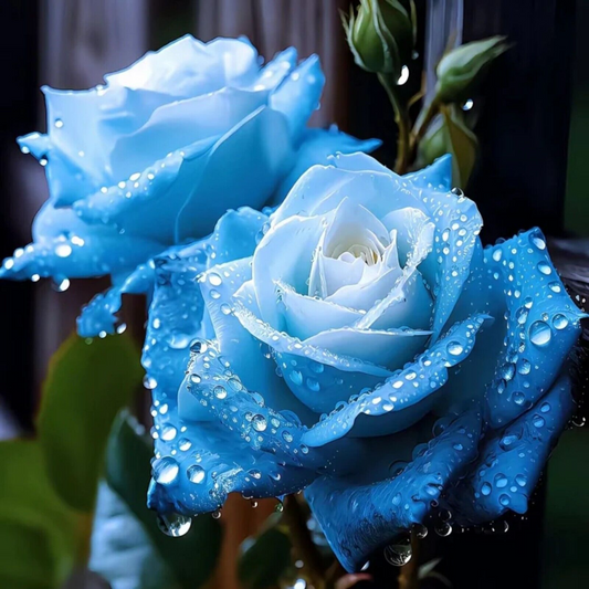 20 Broken Ice Blue Rose Seeds - Rare Heirloom Variety - Unique Frosted Blooms - Fragrant Perennial - Easy to Grow