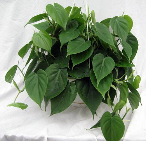 2" Rooted Multi-Cutting Cordatum Starter Plants, Easy to Grow, Ideal for Indoor/Outdoor, Philodendron Cordatum, Heartleaf Vine Cuttings