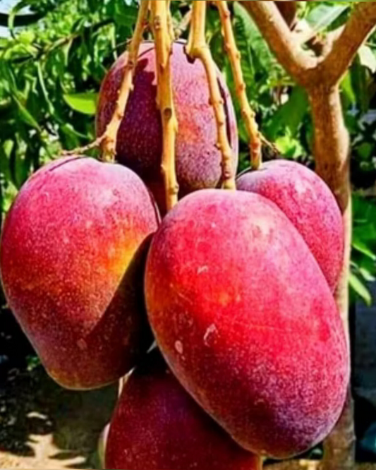 5 RED MANGO Fruit Tree Scion Unrooted Cuttings for Rooting or Grafting - Mangifera indica, Tropical Fruit, Sweet Red Mango