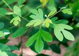 10 Sassafras Cuttings – Fresh Unrooted Edible/Wildlife/Ornamental – Sassafras albidum – Wild Food, Garden Plant