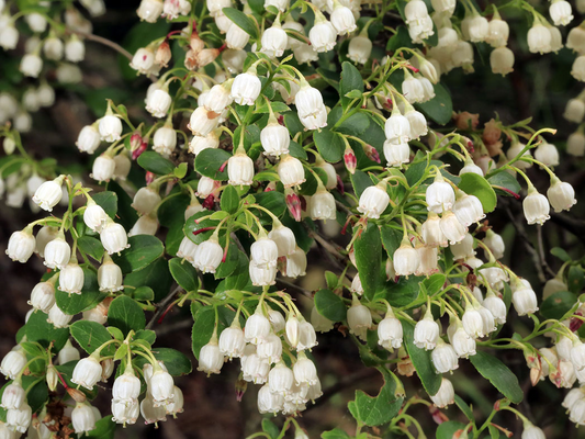 Farkleberry Cuttings (10+) - Vaccinium arboreum - Rare Native Shrub - White Flowers