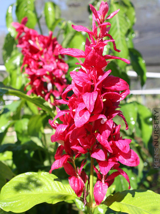 Brazilian Red Cloak Cuttings - 7 Live Cuttings, Megaskepasma erythrochlamys