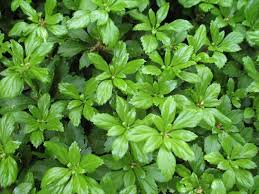 Pachysandra Cuttings - 10 Live Cuttings, Japanese Spurge, Evergreen Ground Cover