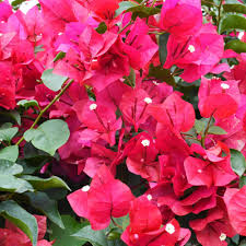 Bougainvillea Fuchsia Cuttings - 8 Healthy 6-8 Inch Cuttings, Vibrant Pink-Purple Blooms, Fast-Growing, USDA Zones 9-11, Easy to Root