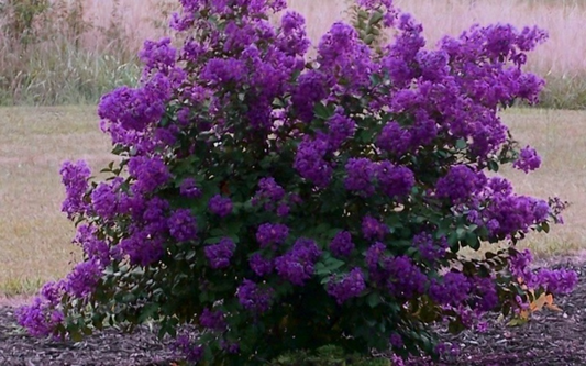 Dark Purple Crepe Myrtle Plants (Lagerstroemia), 2 Rooted Cuttings, 6" Tall, Deciduous Shrub/Tree, USDA Zones 7-9