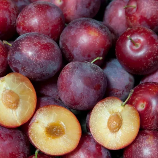 Sweet Pluerry Scions (5) - Plum x Cherry Hybrid - 3-6" Grafting Cuttings w/3-5 Buds - Fruit Tree Propagation
