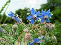Borago officinalis Seeds - 50 Count - Borage - Heirloom Herb - Bee Friendly - Alaska Grown