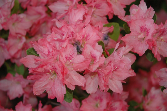 Hampton Beauty Azalea Rhododendron - Deciduous Starter Plant, 2-8 Inches Tall, in Nursery Pot