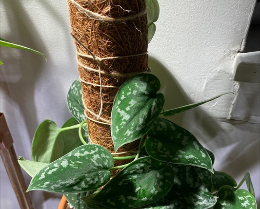 2 Rooted Scindapsus Cuttings, Satin Pothos Starter Plant, Silver Leaf Vine, Easy-Care Houseplant, Trailing or Climbing Indoor Plant
