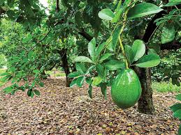 2 Full Florida Avocado Unrooted Cuttings for Grafting - Persea americana Choquet - Grows Huge Fruit - Perfect for Backyard Garden