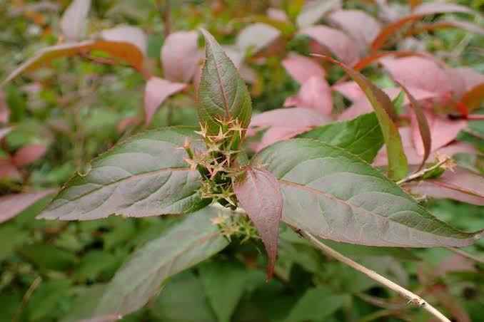 Kodiak Red Bush Honeysuckle 1 Live Plant – Diervilla ‘Kodiak Red’ – 3 Gallon Pot