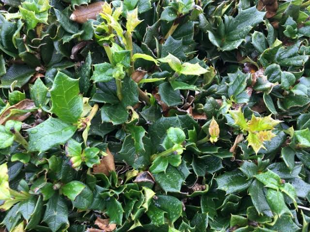 China Boy Holly 1 Live Evergreen Shrub, 3 Gallon Pot – Ilex × meserveae ‘China Boy’