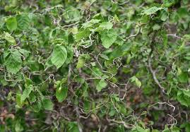 Harry Lauder’s Walking Stick 1 Live Plant – Corylus avellana ‘Contorta’ – 3 Gallon Pot