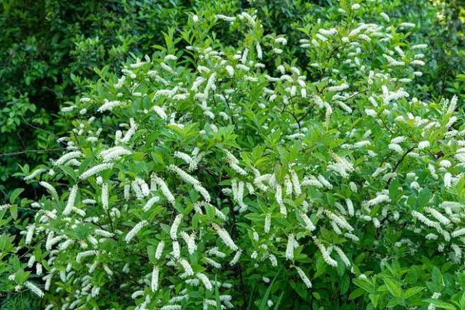 Henry’s Garnet Virginia Sweetspire 1 Gallon Live Plant – Itea virginica ‘Henry’s Garnet’