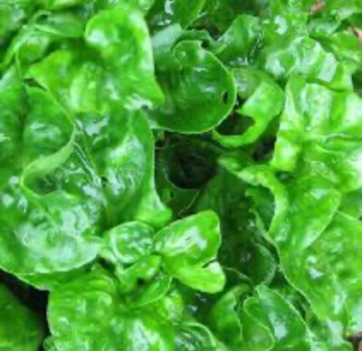 Brazilian Spinach 4 Organic Cuttings 4-5" Alternanthera sissoo Samba Lettuce Edible Perennial