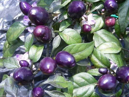 100+ Purple Pepper Seeds to Plant | Vibrant Ornamental & Edible Sweet Peppers | Colorful Garden Vegetable | Non-GMO Seeds