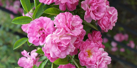 5 Peggy Martin Rose Cuttings - Katrina Rose Unrooted 7-8” | Hardy Climbing, Rose of Katrina