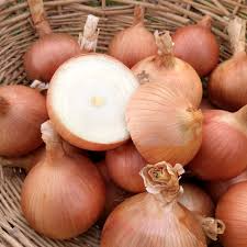 250 mg Sweet Spanish Onion Seeds - Allium cepa Colorado #6 | Heirloom Vegetable Seeds for Planting, Gardening & Sweet Bulbs Harvest