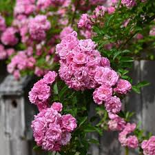Peggy Martin Rose Cuttings - 5 Pack - 7-8" Thornless Climber - Disease Resistant - Spring/Fall Blooms -  - Fast Grower
