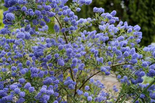 Ceanothus California Lilac Cuttings - 3 Unrooted 6" Stems, Fragrant Blue Blooms, Drought-Tolerant, Nitrogen-Fixing, Zones 8-10, Deer-Resistant