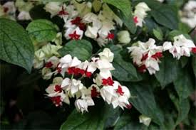 1 Bleeding Heart Rooted Starter Plant - Clerodendrum thomsoniae, White & Red Blooms, Hardy Vine for Garden, Perfect for Landscapes