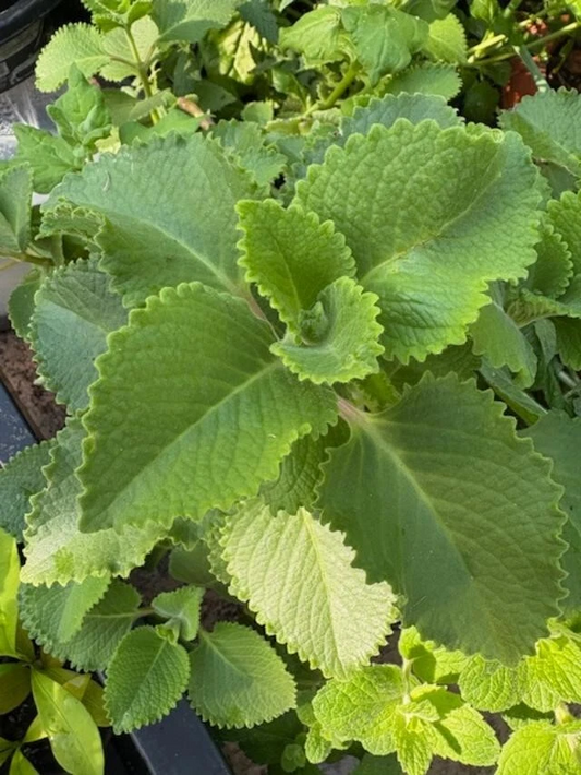Plectranthus amboinicus Cuttings - Cuban Oregano - Spanish Thyme - 3 Extra Cuttings - Fragrant Herb