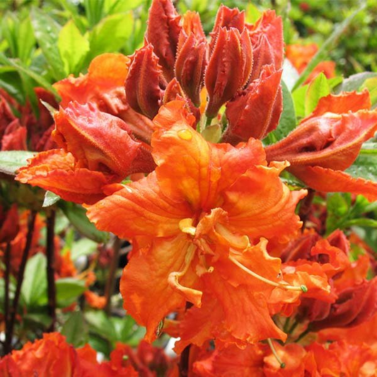 Gibraltar Deciduous Azalea Rhododendron Starter Plant Rooted Well-Draining Soil Partial Sun