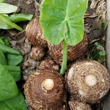 Elephant Ear Bulbs, Colocasia esculenta, 2 Live Rooted Bulbs, Tropical Foliage Plant, USDA Zones 8-11, Organic