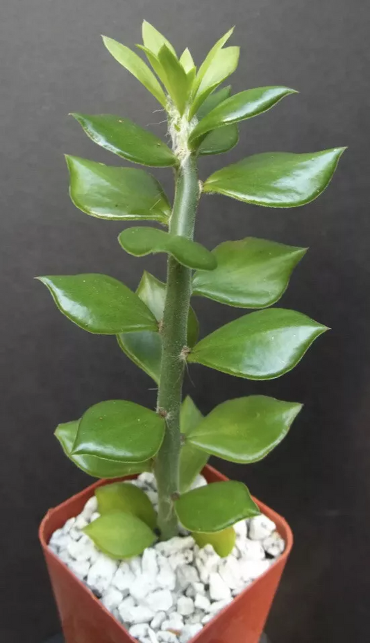 Pereskiopsis Cuttings, 10 Grafting Stock Stems, 2-4" Length, Fast-Growing Cactus Rootstock, USDA Zones 10-12