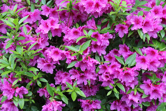 Herbert Azalea 1 Gallon Live Plant – Rhododendron ‘Herbert’